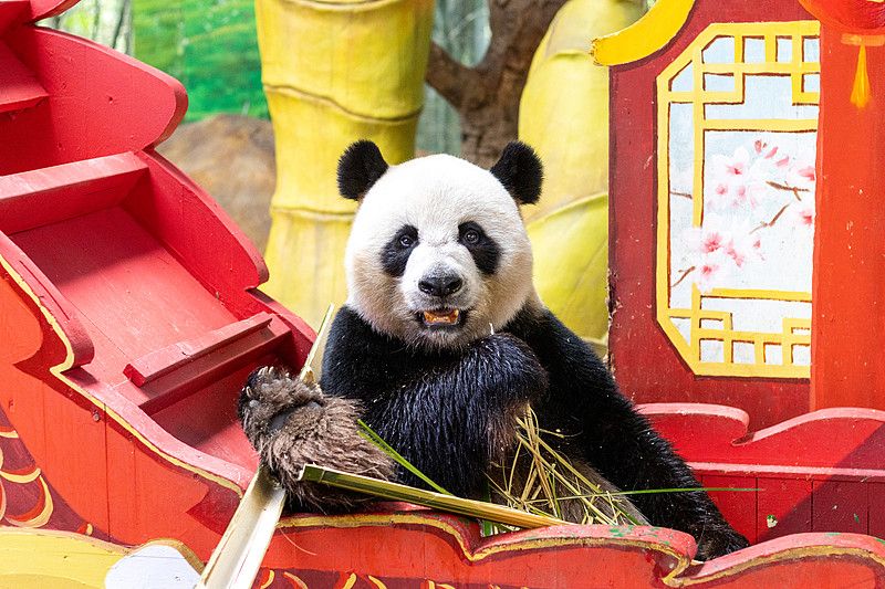 广州长隆野生动物世界门票怎么买最便宜?路线攻略