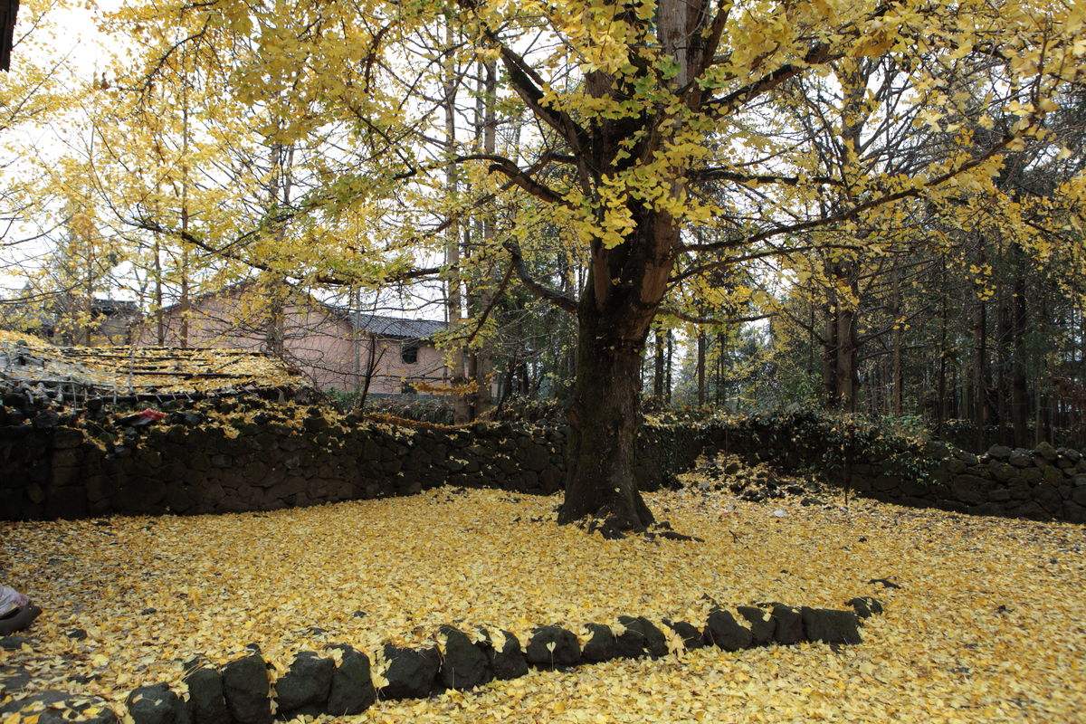 腾冲银杏村落叶满院